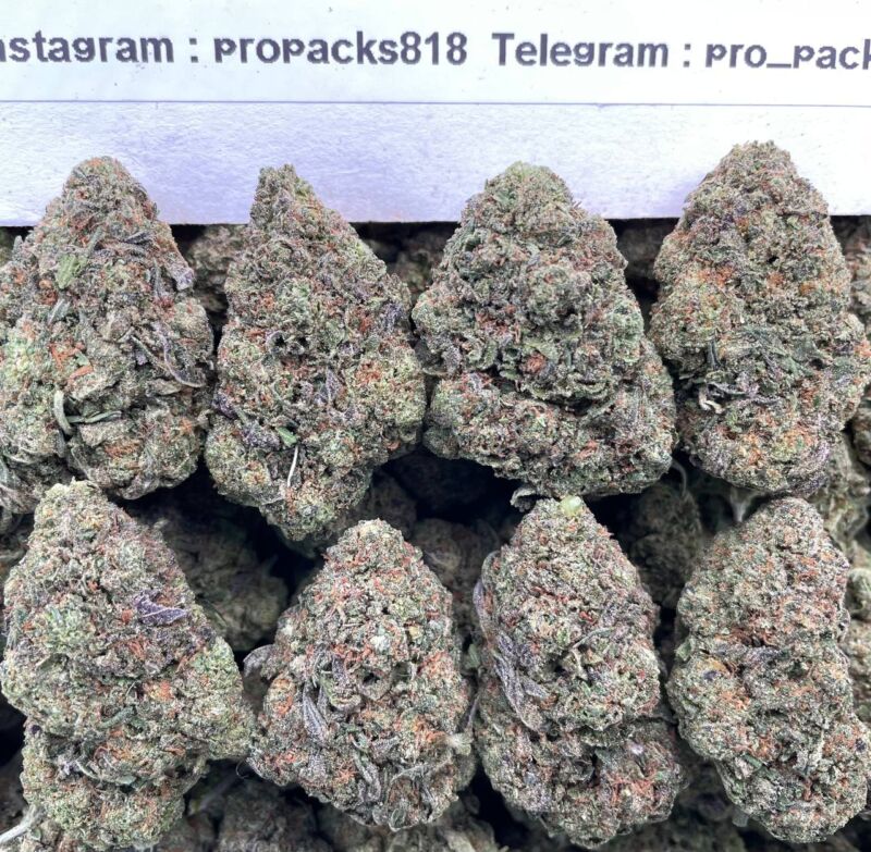 Cream Puff Gelato 🍨 #P88A 🍧