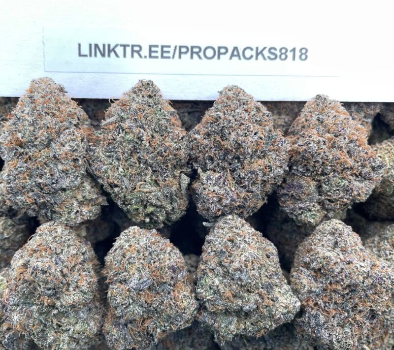 Mochi Payton 🍡 #H391C 🏆