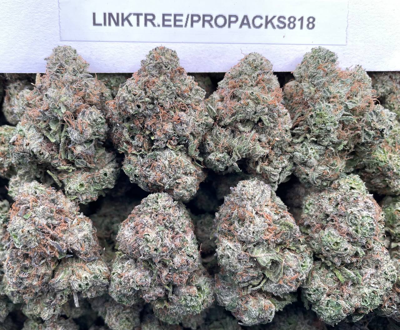 Black Cherry Gas 🍒 #P488C ⛽️