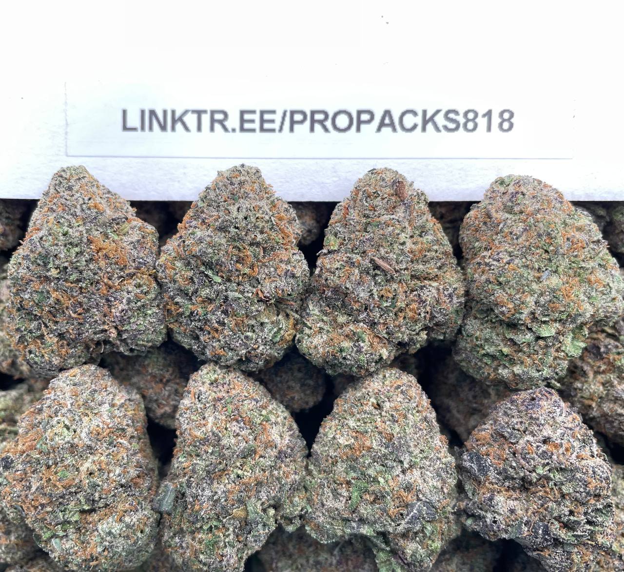 Black Cherry Gelato 🍒 #P429C 🍨