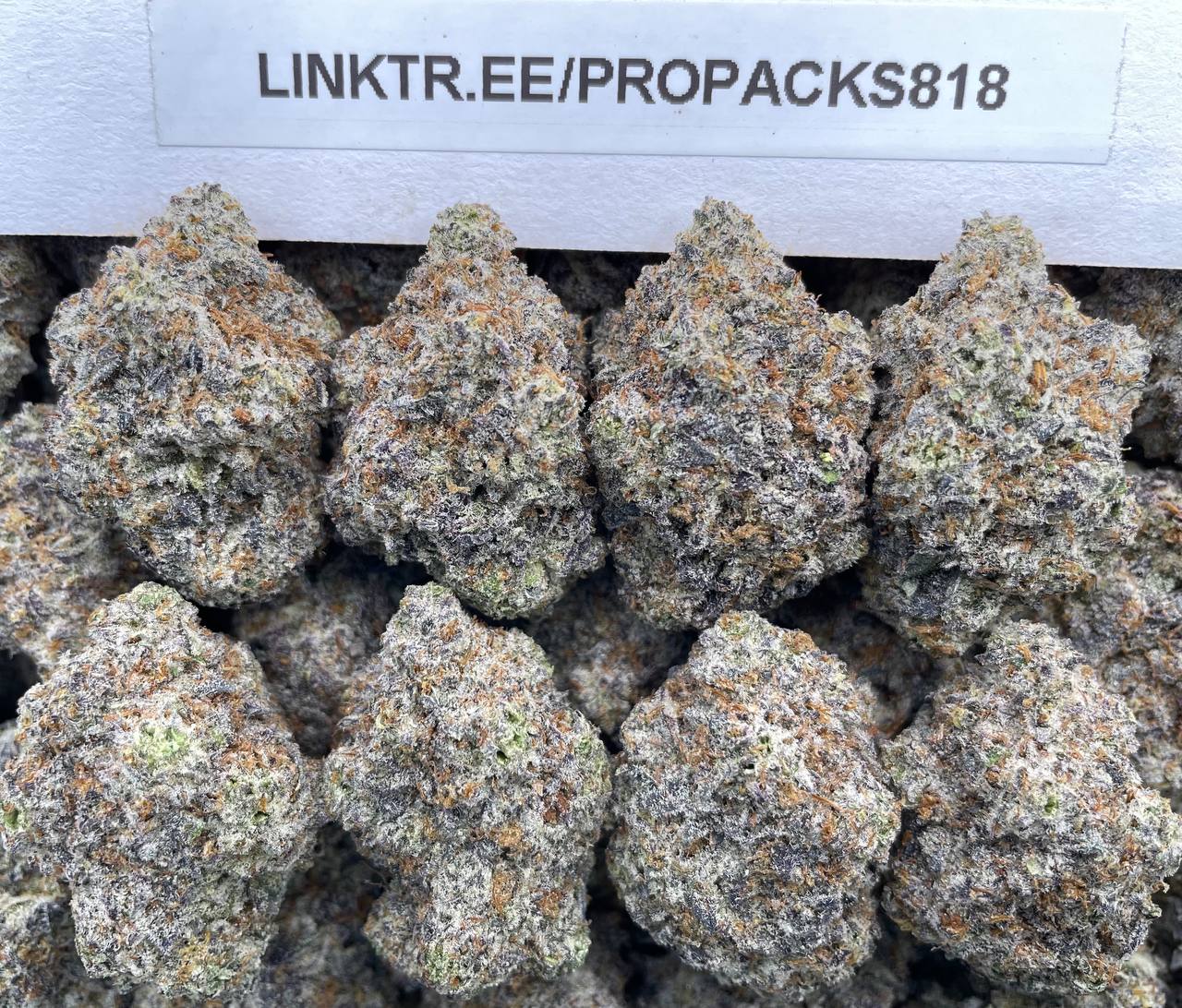 Frosted Winter Cookies ❄️ #P491C 🍪