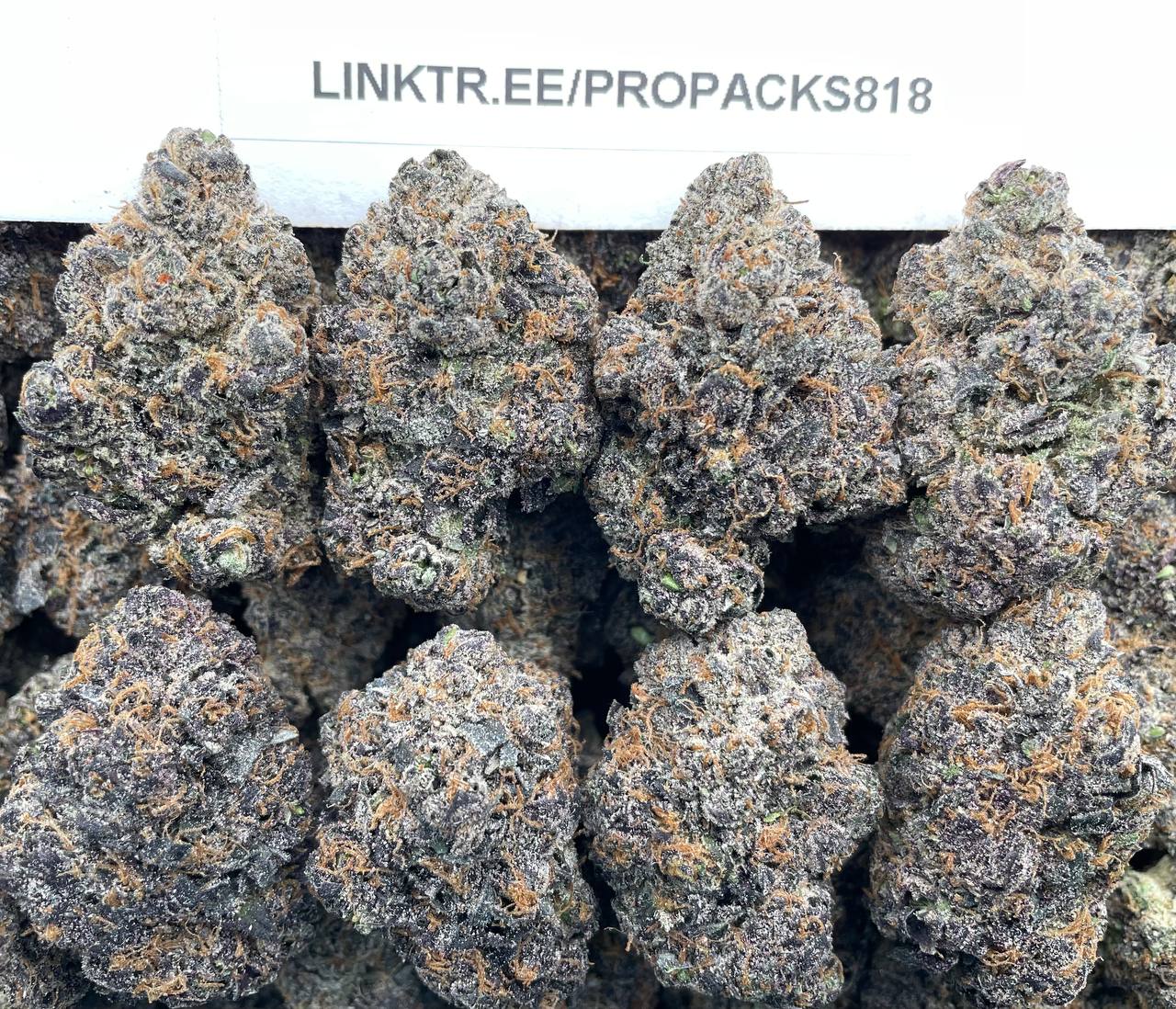 Gelato x Pink Champs 💞 #P434C 🍨