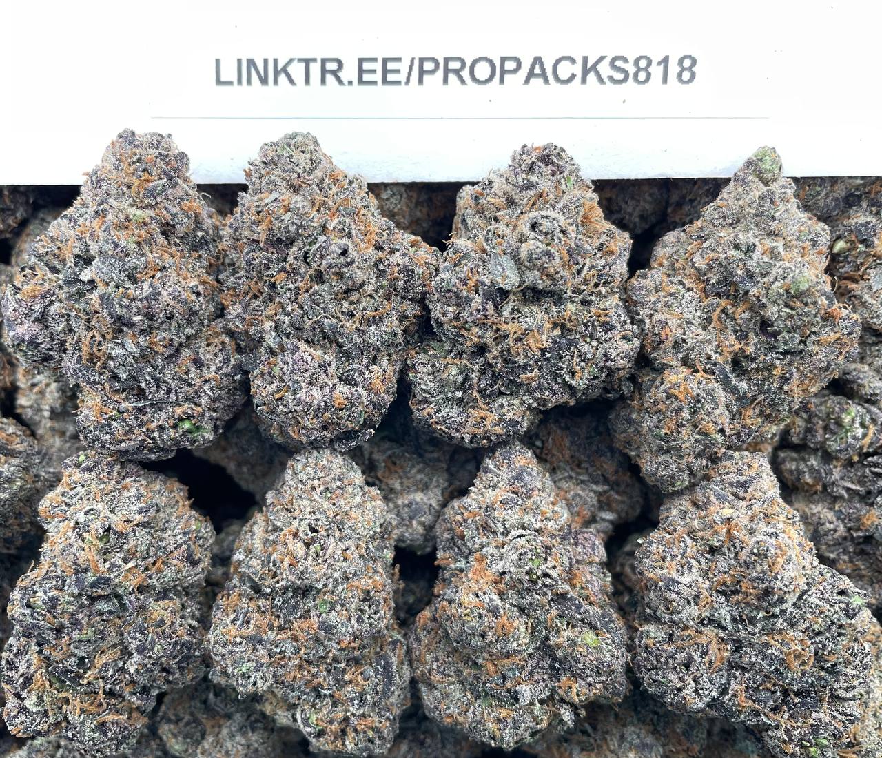 Lemon Moondrop π #P436C π