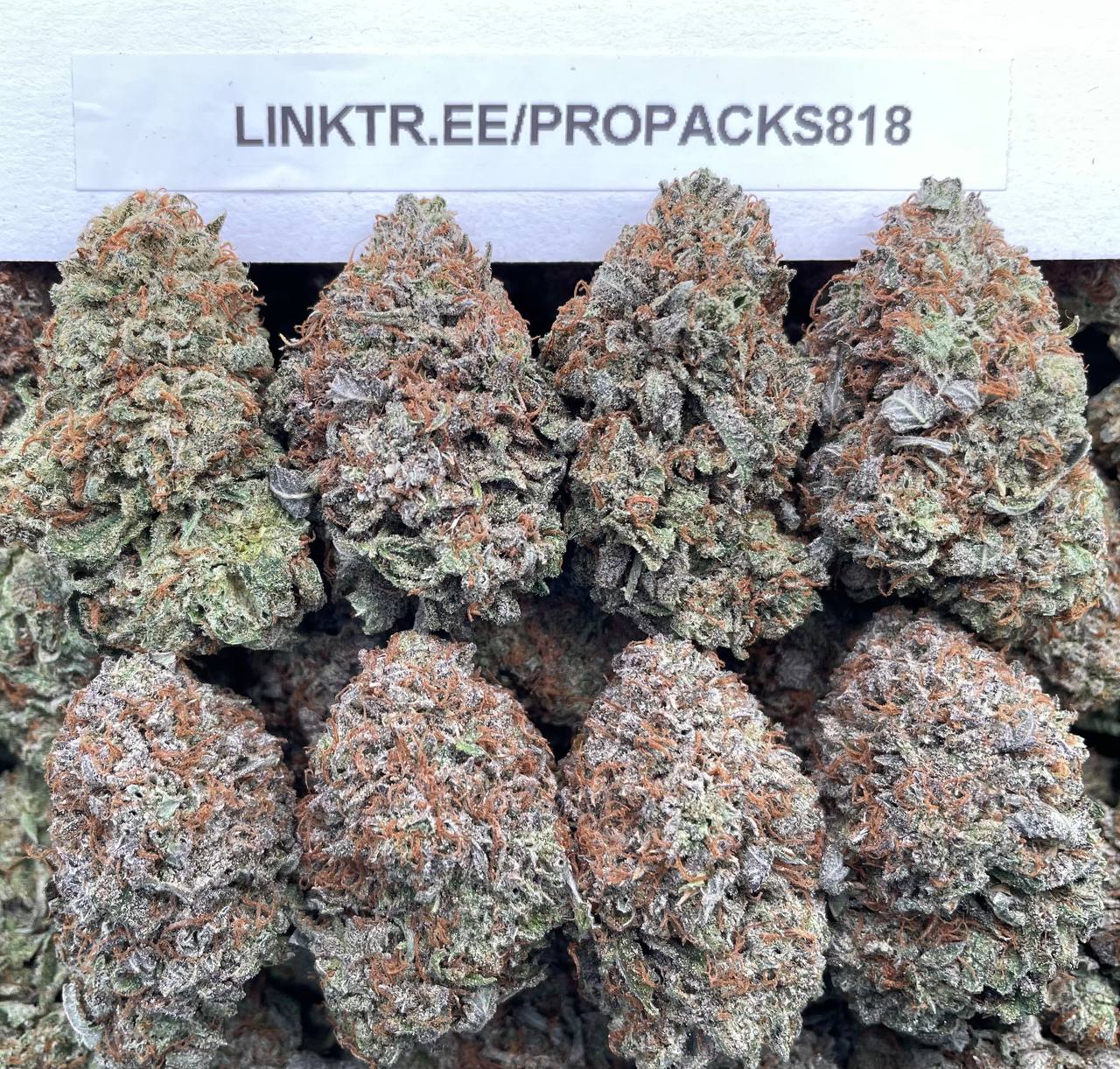 Platinum Berry Frost 🫐 #P440A 🥈