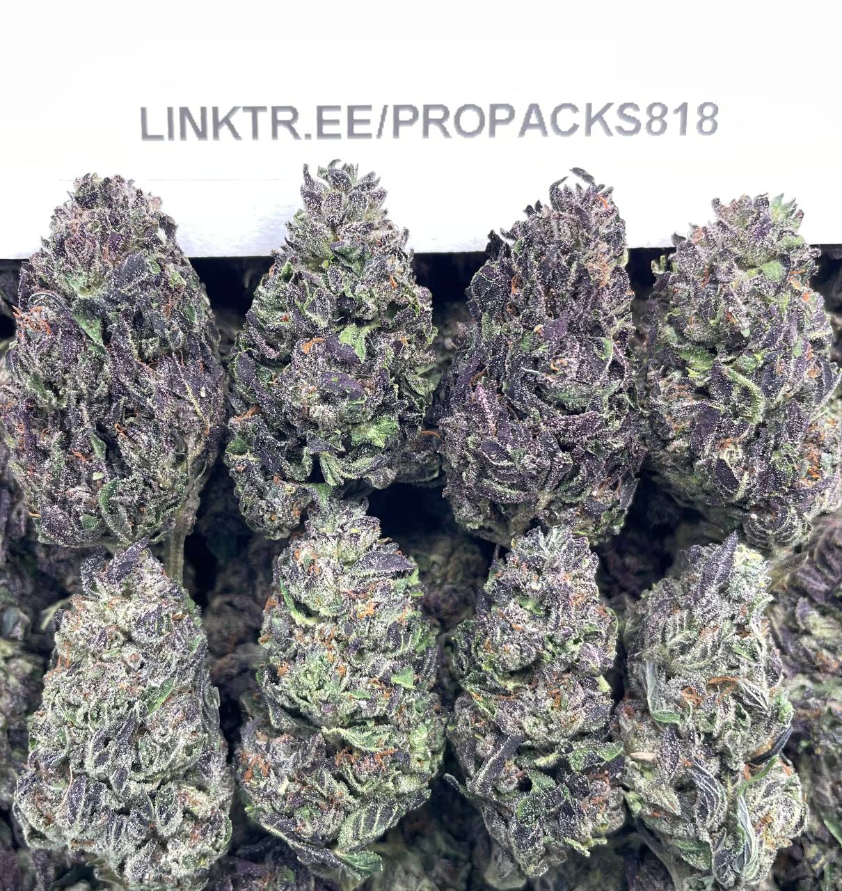 Raspberry Runtz 🍇 #P414A 🎩