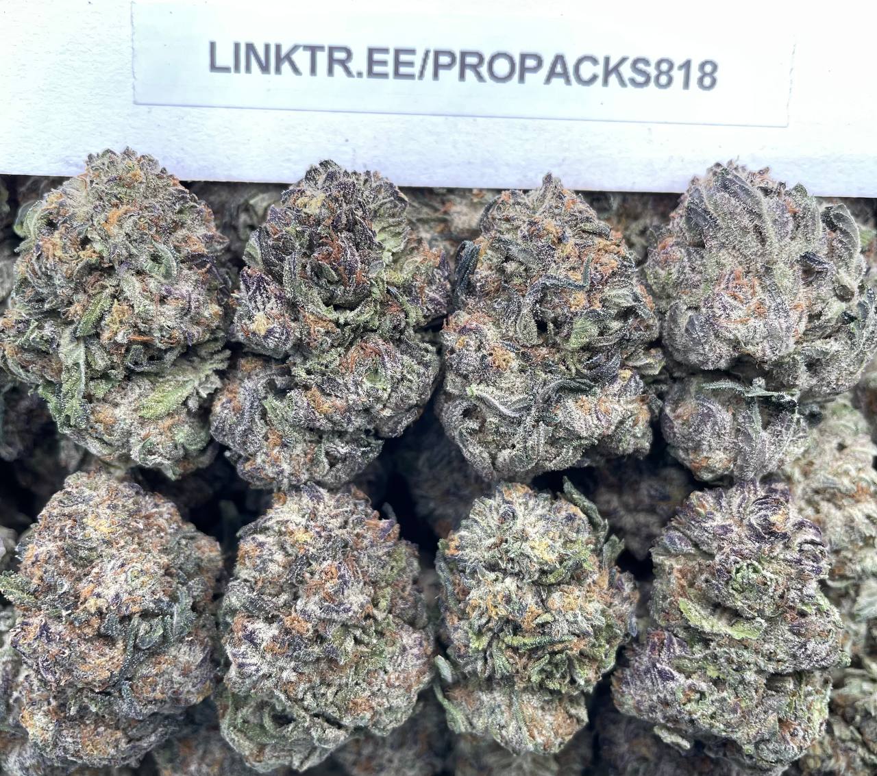 Royal Gelato King 🎲 #P441B 👑