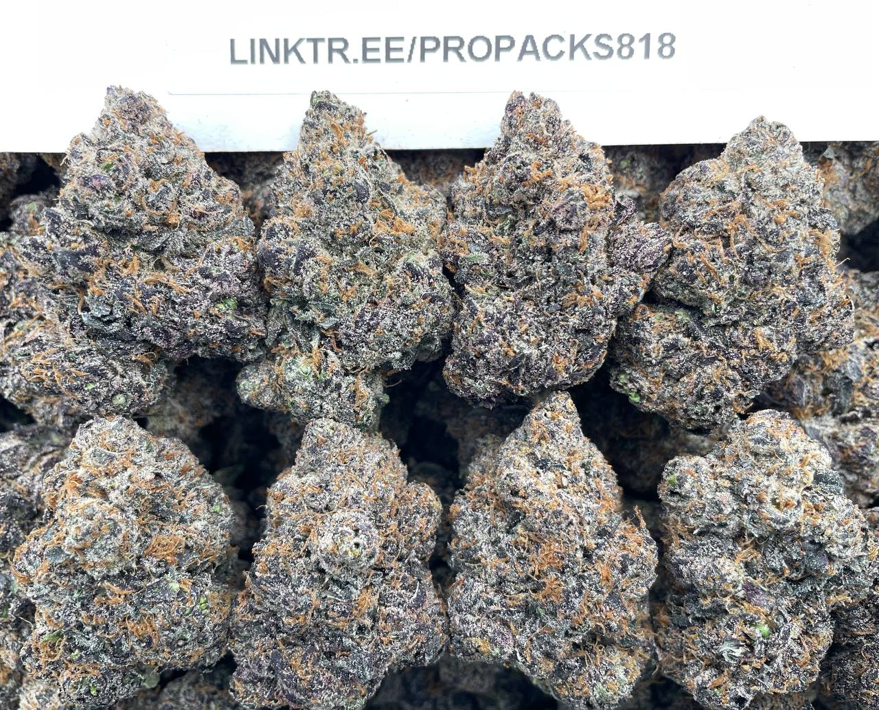 Sour Candy Sherbert π¬ #H399B π§