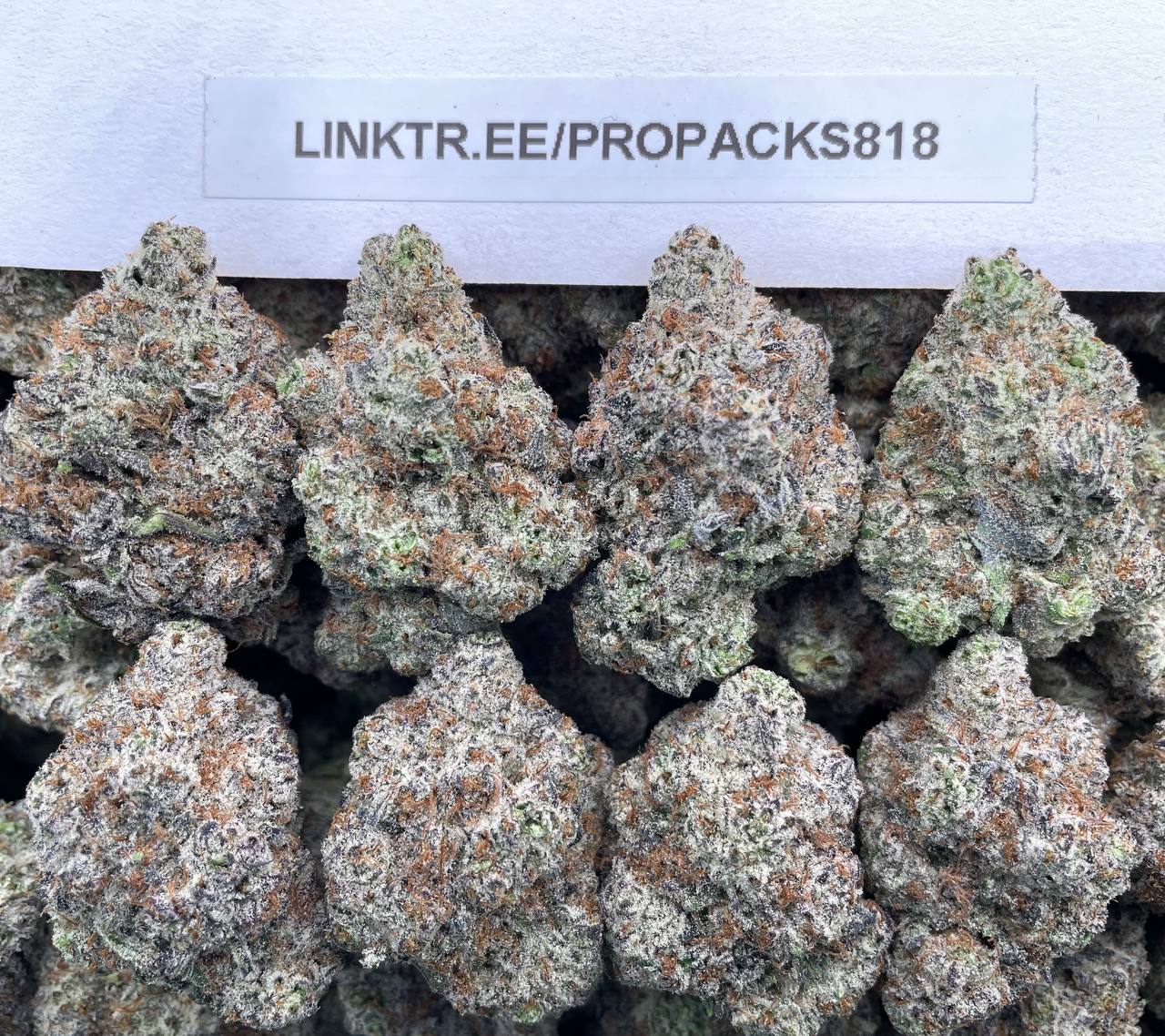 Sugary Cookie Dough 💠 #H318A 🍪