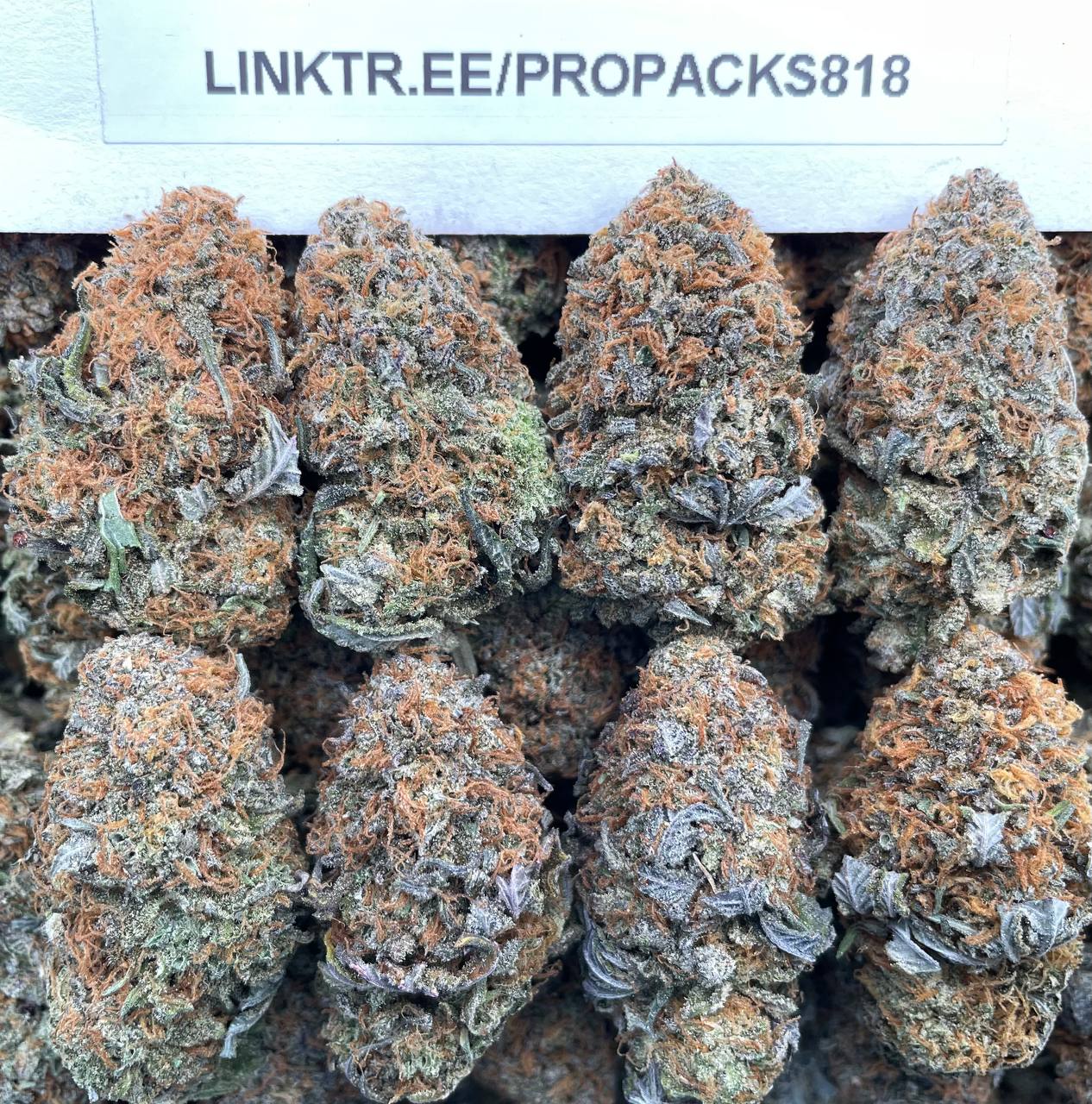 Sweet Platinum Frost ❄️ #P444A 🥈