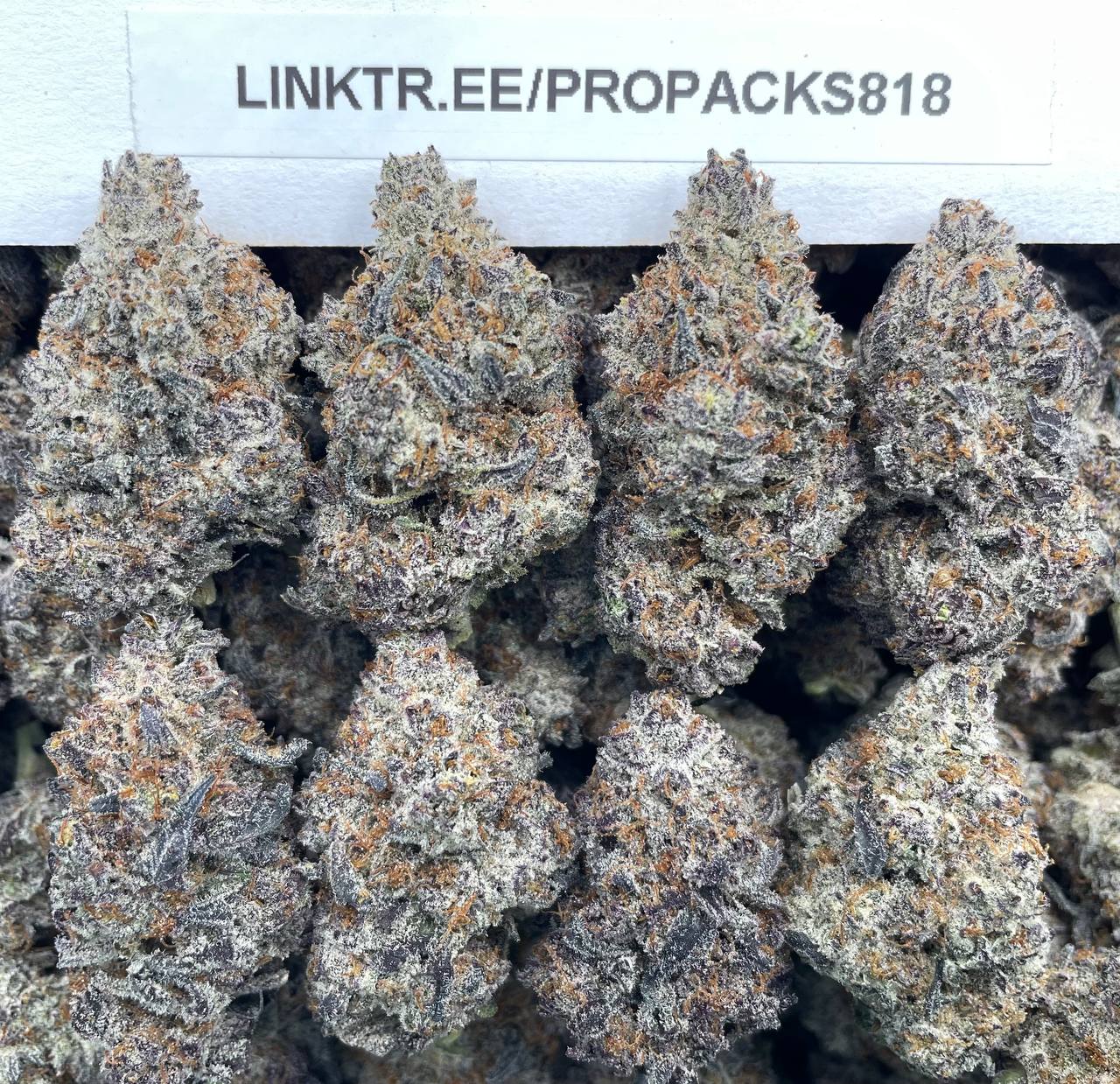 Velvet Sugar Cookies 💠 #P473C 🍪